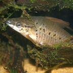 Dianema urostriata