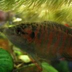 Macropodus opercularis (Männchen)