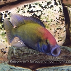 Astatotilapia calliptera