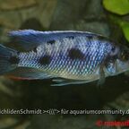 Otopharynx walteri Männchen