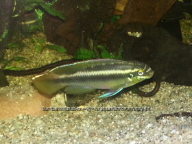 Pelvicachromis Sacrimontis (Männchen)