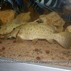 Auchenoglanis tanganicanus