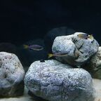 Cyprichromis sp. leptosoma Azuri Kekese