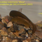 Ophthalmolebias bokermanni