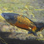 Melanotaenia parkinsoni