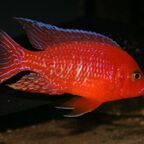 Aulonocara Firefish