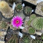 Lobivia pusilla