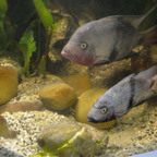 Vieja maculicauda beim Laichen