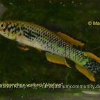 Fundulopanchax walkeri "Abidjan"