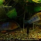 Pseudocrenilabrus nicholsi