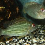 Tilapia sp. Mamfe