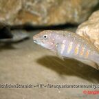 Eretmodus cyanostictus Kapampa