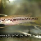 Scriptaphyosemion geryi