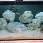 Gesamtansicht Tanganjikasee Aquarium 120x50x50