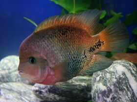 Vieja melanurus