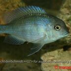 Cyrtocara moorii