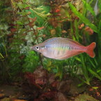 Chilatherina bleheri