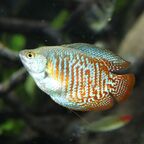 Trichogaster fasciata Männchen