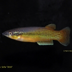 Pachypanchax sp. Sofia "2016", Männchen in Normalfärbung