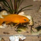Neolamprologus leleupi Karilani