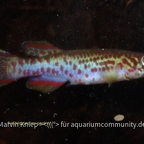 Fundulopanchax gardneri
