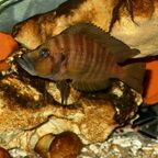 Altolamprologus compressiceps Männchen
