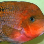 Vieja melanurus