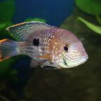 Andinoacara rivulatus