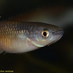 Pachypanchax varatraza Männchen