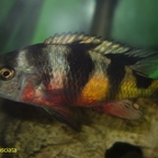 Astatotilapia latifasciata