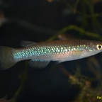 Pachypanchax varatraza Weibchen