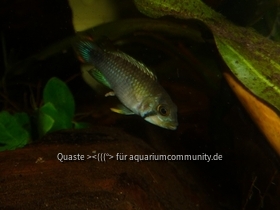 Apistogramma panduro