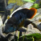 Andinoacara rivulatus