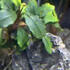 Bucephalandra sp. "Brownie Ghost"