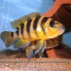 Neolamprologus sexfasciatus Gold
