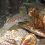 Neolamprologus multifasciatus