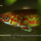 Scriptaphyosemion geryi