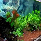 Gesamtansicht 200 x 50 x 50 cm Aquarium