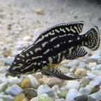 Julidochromis marlieri