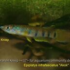 Epiplatys infrafasciatus "Akok" JVC 2013/31