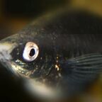 Teaser Fischkrankheiten
