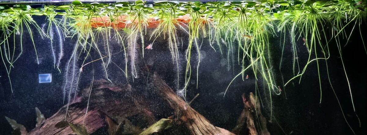Artikelbild Wasserpflanzen