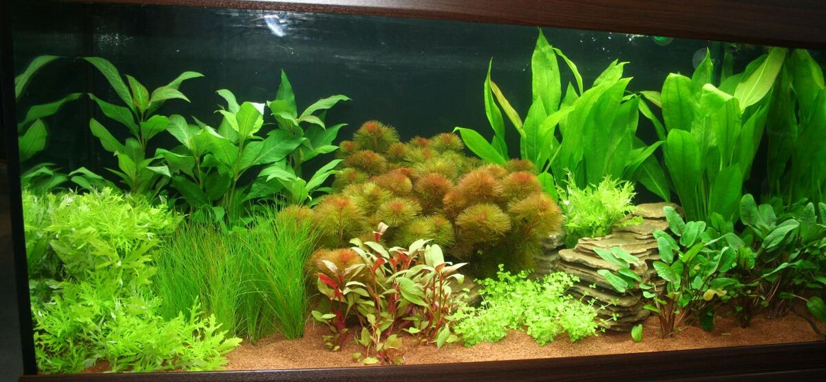 Artikelbild Grundlagen der Aquaristik
